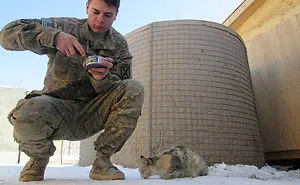 56 Soldiers And Cats Who Became Best Friends Overseas