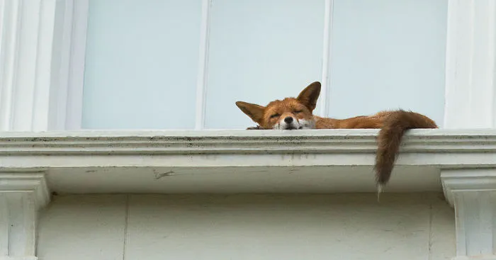 Fox Spotted Napping On Second Story Window Ledge In London