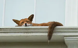 Fox Spotted Napping On Second Story Window Ledge In London