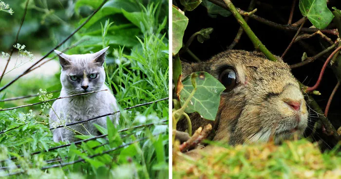 Anyone Else Having Stare Offs With Animals?