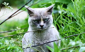 Anyone Else Having Stare Offs With Animals?