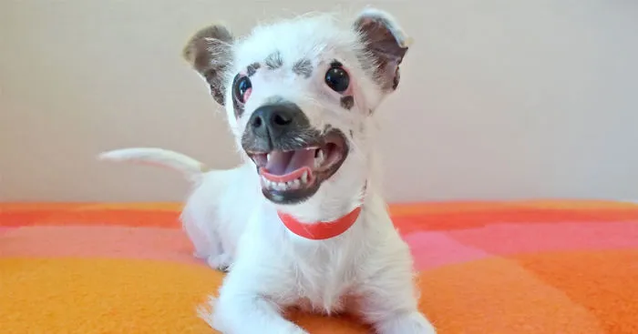“Unusual Looking” Puppy Adopted By Family Who Didn't Care About Her Scars