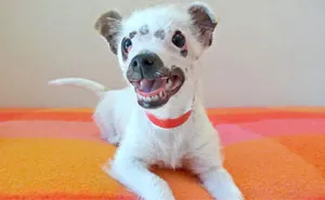 “Unusual Looking” Puppy Adopted By Family Who Didn't Care About Her Scars