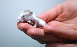 156 Adorable Hamsters That Will Cause A Cuteness Overload