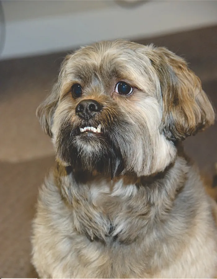 My Cosmo Showing Off The Pearly Whites