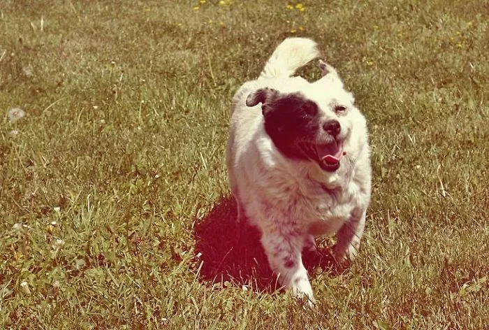 This Was Taken 2 Years Ago.  She's Gone To A Better Place Now.