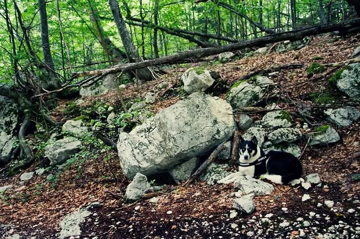 "Camping With Dogs" Instagram Will Inspire You To Go Hiking With Your Dog