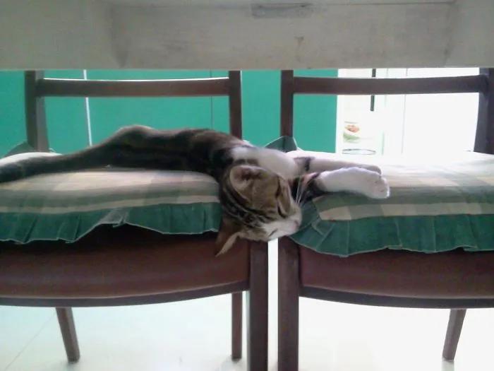 At Least His Tail Seems To Be Comfortable...