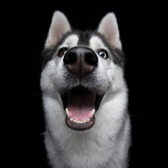 Susi The Happiest Dog In The World