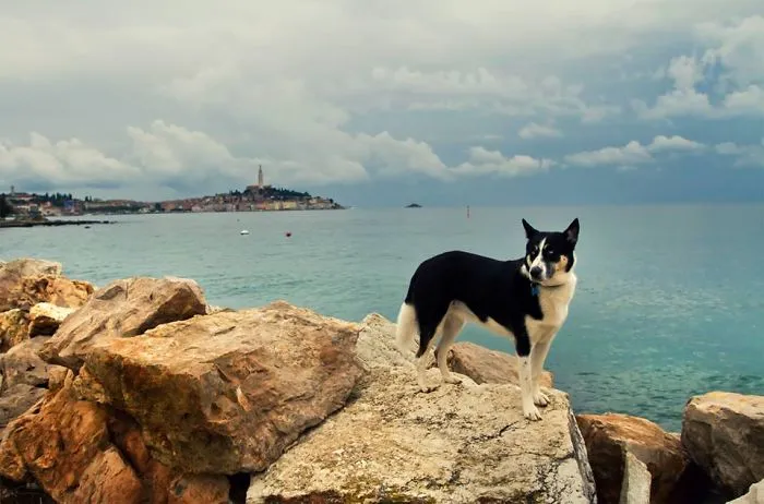 "Camping With Dogs" Instagram Will Inspire You To Go Hiking With Your Dog