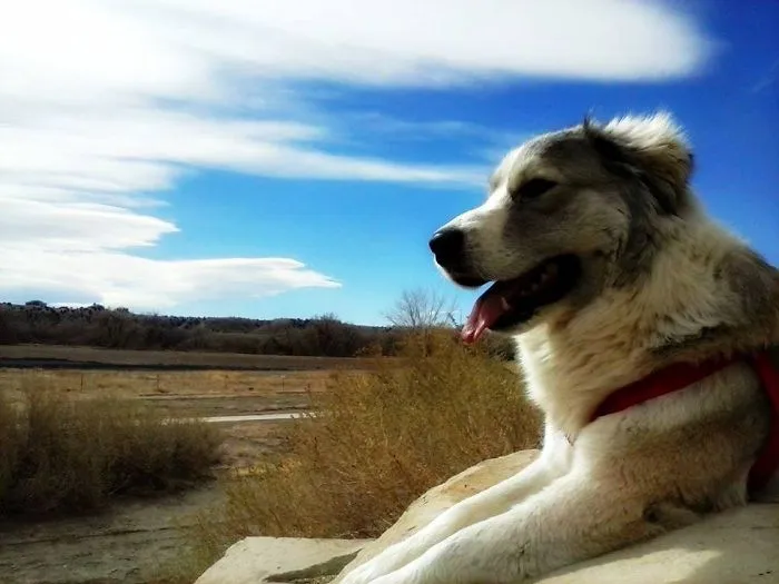 "Camping With Dogs" Instagram Will Inspire You To Go Hiking With Your Dog