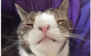 Our Cat Monty Is Not Perfect But Pawsome!