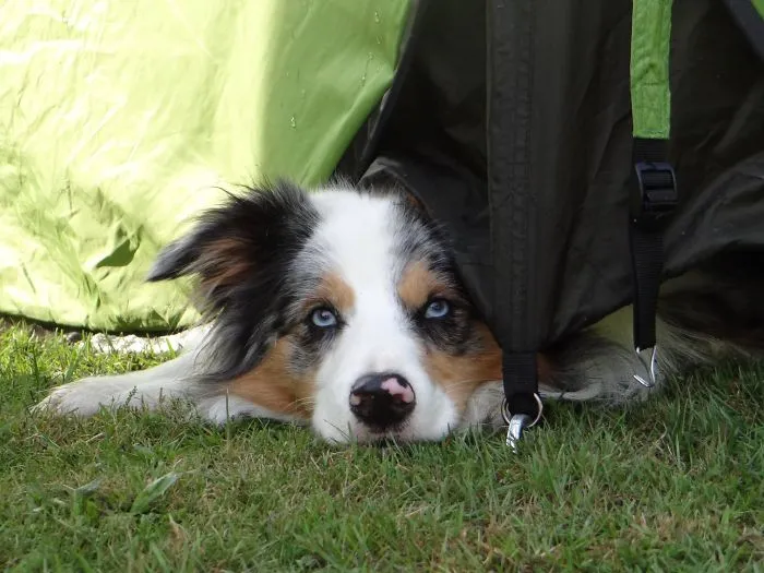 "Camping With Dogs" Instagram Will Inspire You To Go Hiking With Your Dog