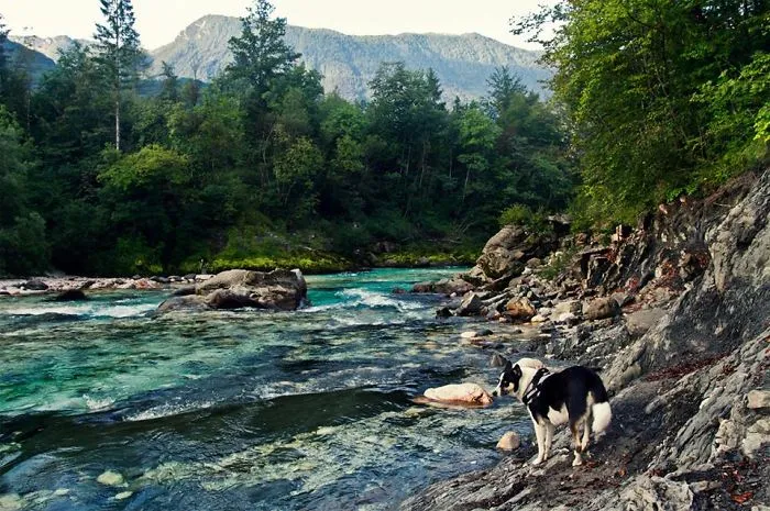 "Camping With Dogs" Instagram Will Inspire You To Go Hiking With Your Dog