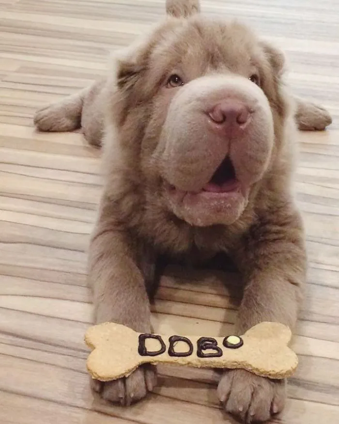 The Most Famous Dogs On Instagram