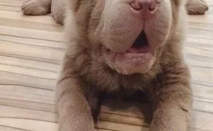 The Most Famous Dogs On Instagram