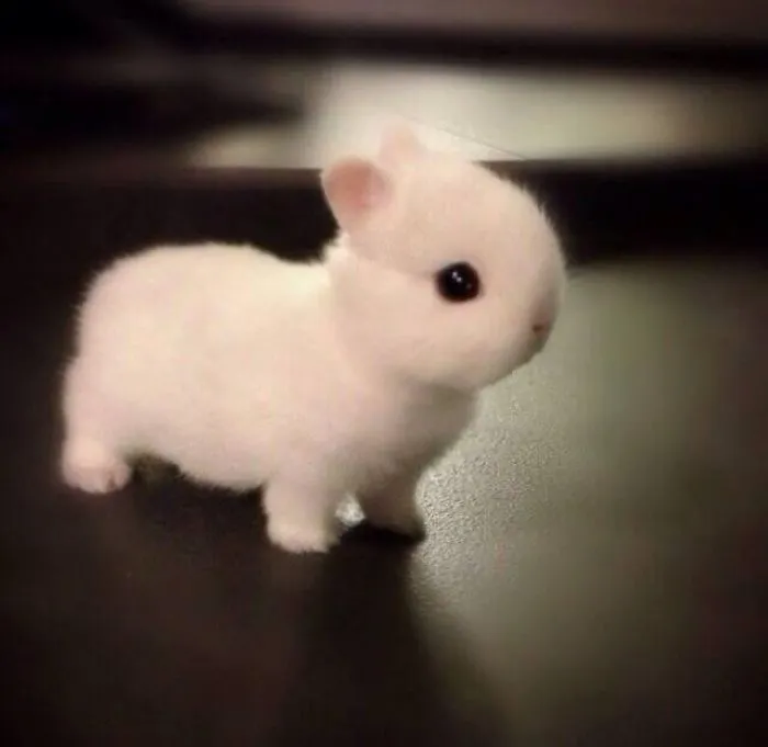 A fluffy white baby bunny standing on a dark surface, showcasing its adorable features.