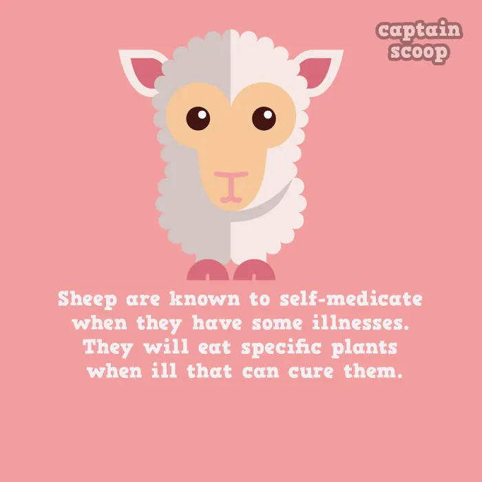 Sheep