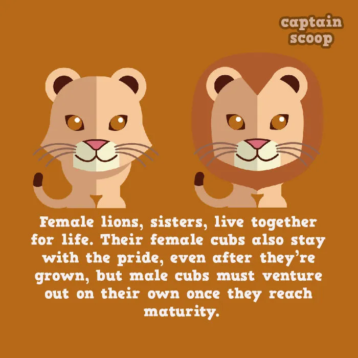 Lions