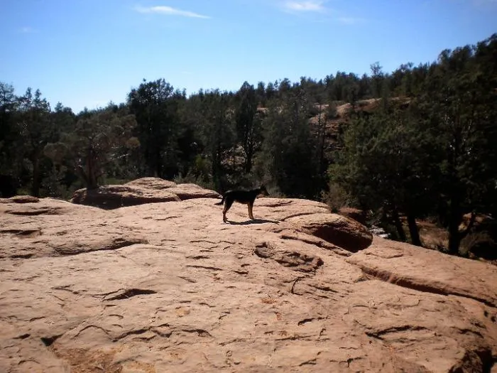 "Camping With Dogs" Instagram Will Inspire You To Go Hiking With Your Dog