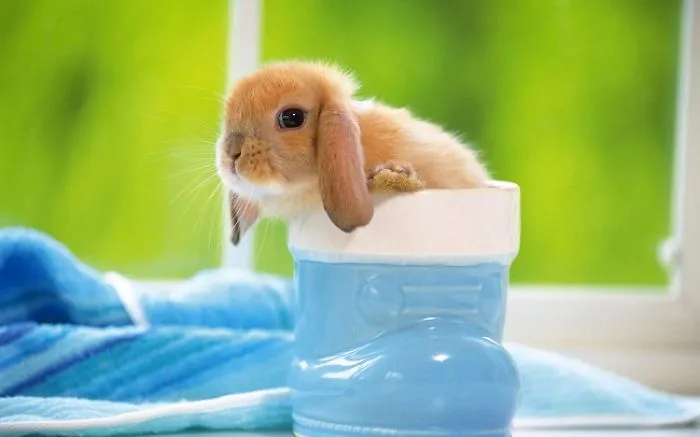 A cute bunny sitting inside a blue boot with a green background and a striped towel in the scene.