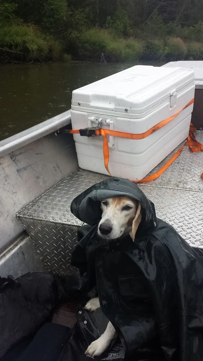 "Camping With Dogs" Instagram Will Inspire You To Go Hiking With Your Dog