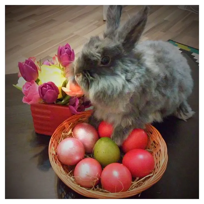 Easter Bunny