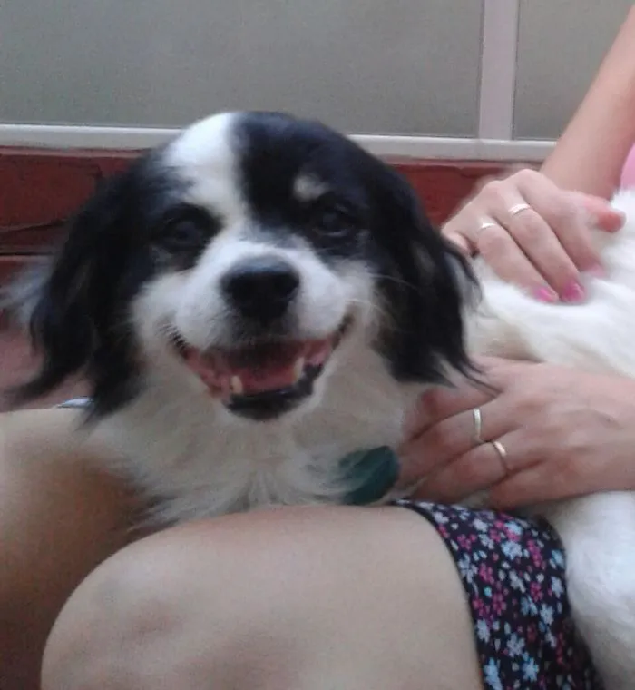 Happy Lap Dog