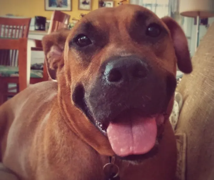 Bruno Latino Smile!