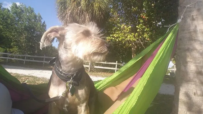 "Camping With Dogs" Instagram Will Inspire You To Go Hiking With Your Dog