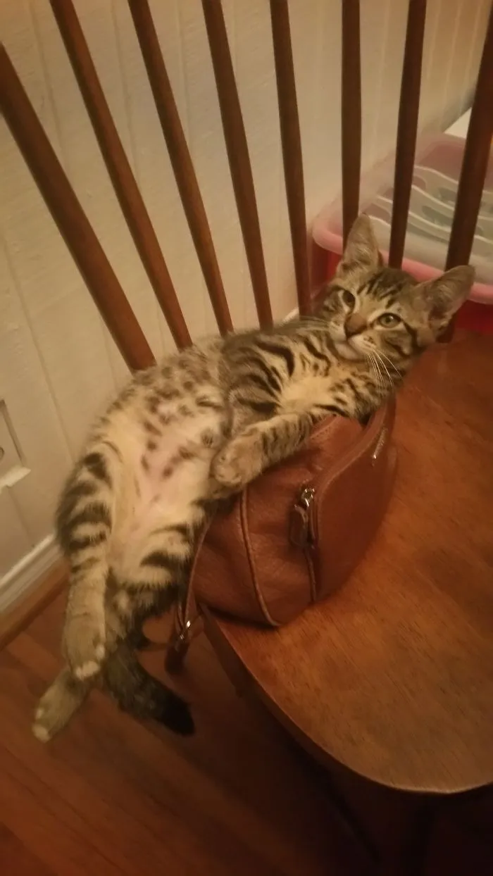 Logical Cat