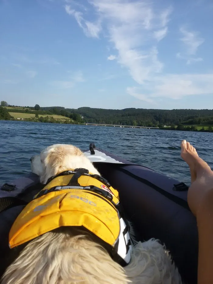 "Camping With Dogs" Instagram Will Inspire You To Go Hiking With Your Dog