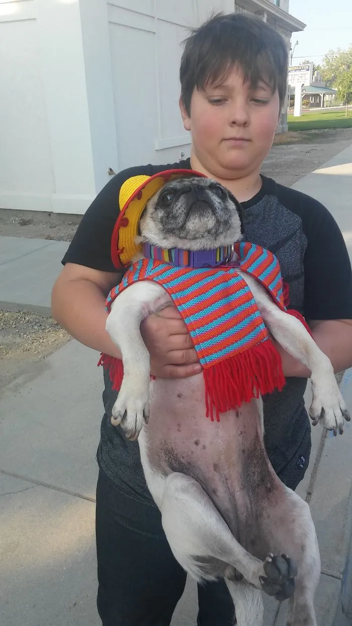 My Pug Belle As "taco Belle"