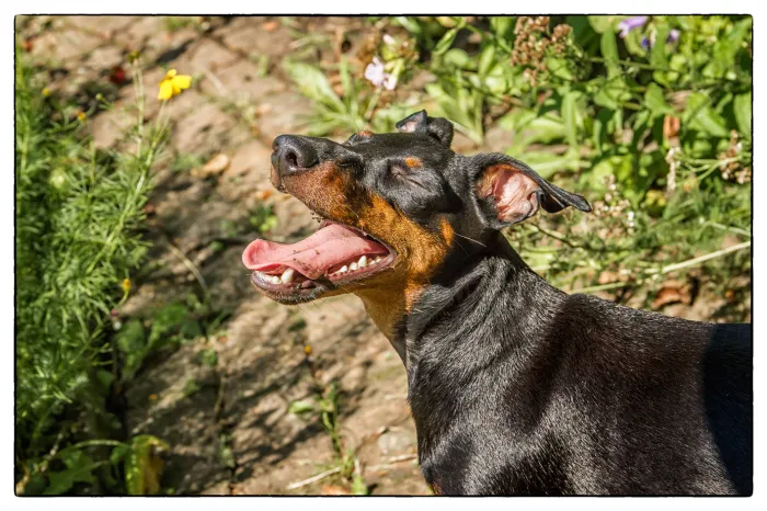 Still Laughing! Maggie May – The Manchester Terrier.