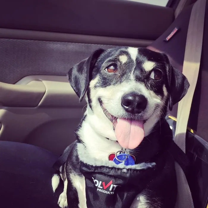 Sam The Dachshund