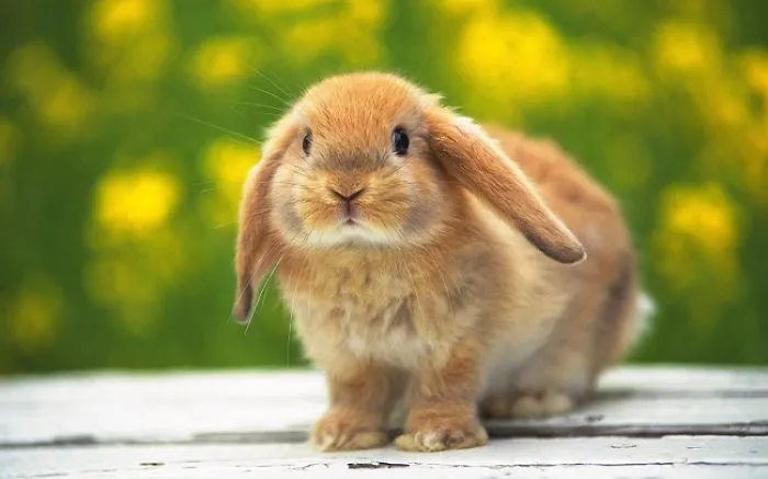 Cute bunny sitting on a wooden surface with a blurred green and yellow background.