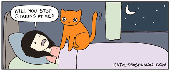 58 Funny Comics Reveal The Reality Of Owning A Cat