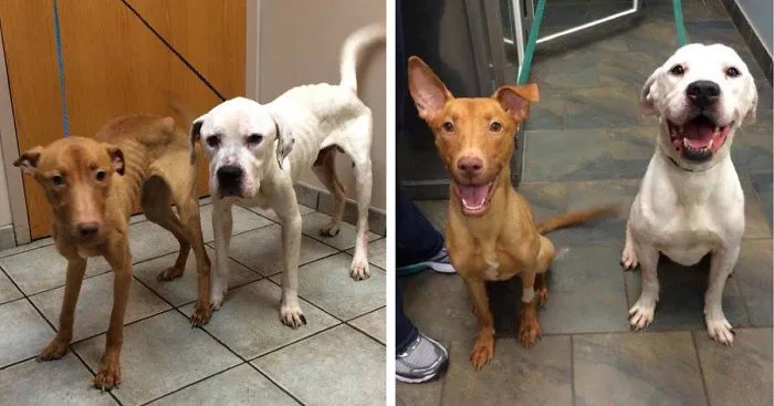Two Starving Dogs Transformed From Skeletons Back To Dogs Again