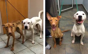 Two Starving Dogs Transformed From Skeletons Back To Dogs Again