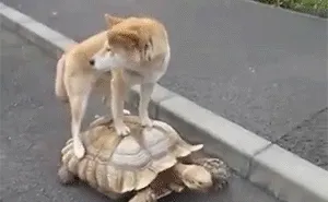 24 Unusual Animal Friendship GIFS That Are Way Too Cute