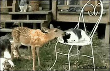 Deer, Dog And Cat