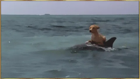 Dolphin And Dog