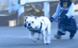 24 Unusual Animal Friendship GIFS That Are Way Too Cute