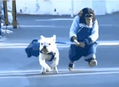 Monkey And Dog
