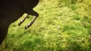Dog And Roe