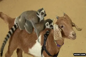 Goat And Lemures