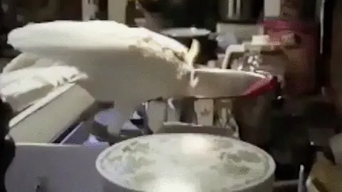Parrot And Dog