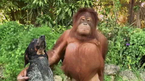 Monkey And Dog