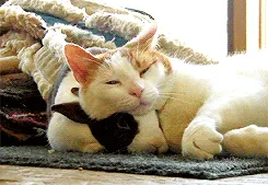 Rabbit And Cat