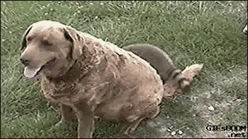 Raccoon And Dog